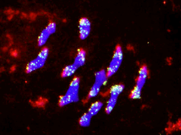 CYTOGENETICS